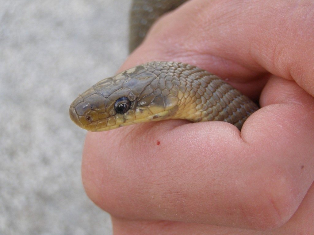 Colubro d''Esculapio  (Zamenis lineatus)